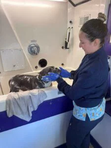 Professional pet grooming team members providing mobile grooming services to happy dogs